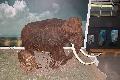 [ pilt: 055X     IMG_4696.JPG ]
